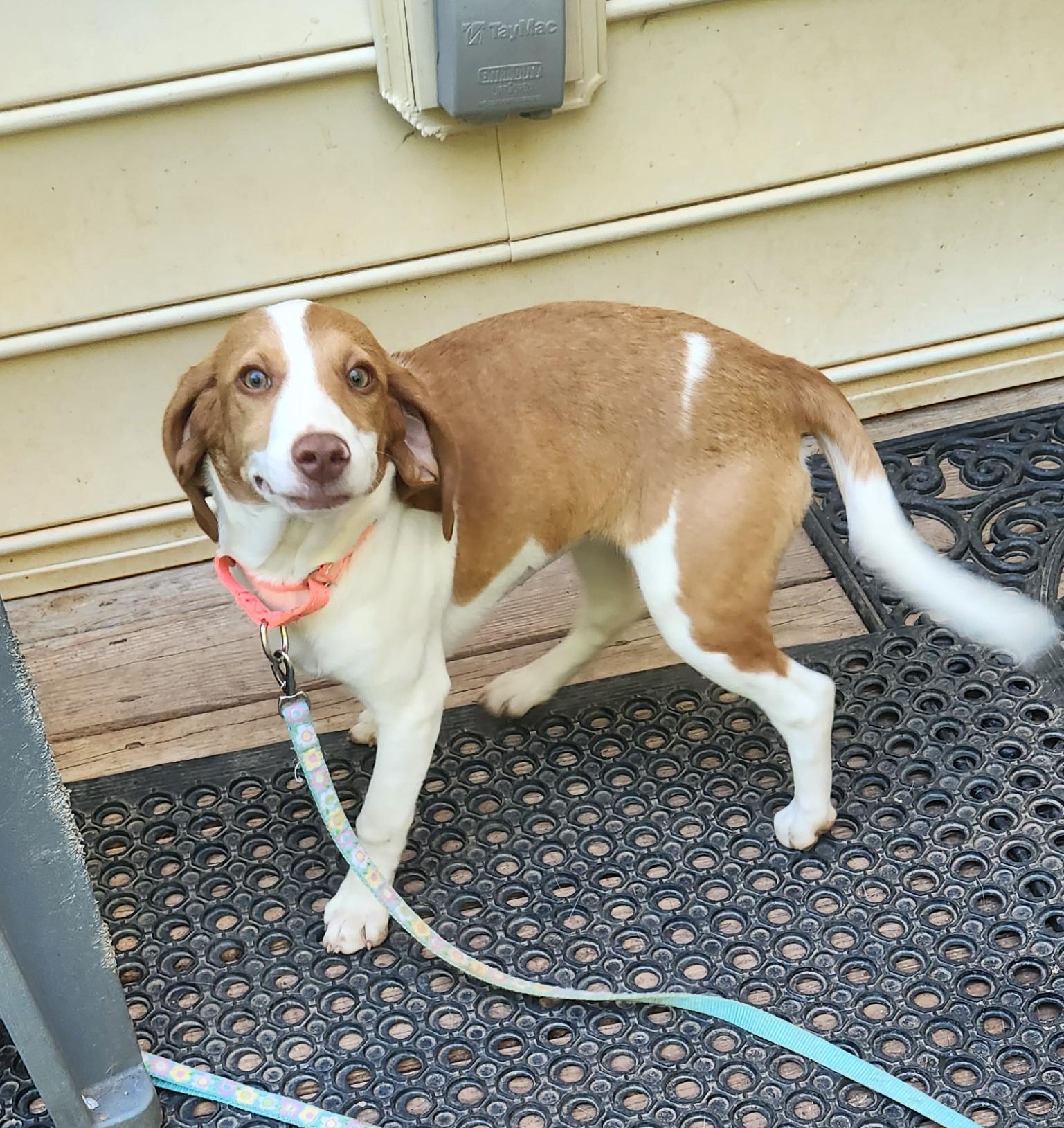 Enlarge JOURNEE, an adopted Beagle in Troutman, NC image 4/6