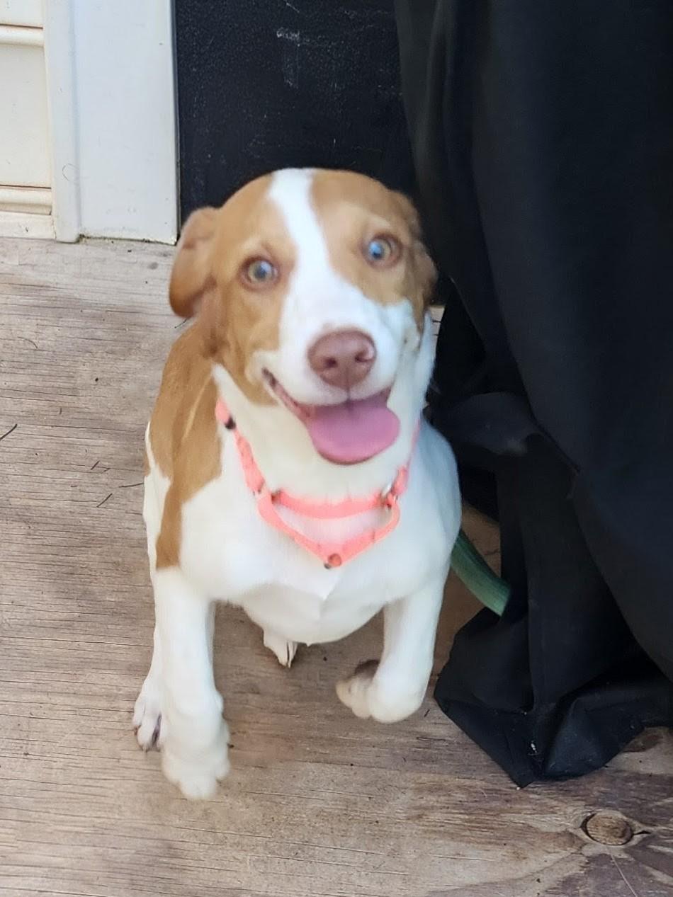 Enlarge JOURNEE, an adopted Beagle in Troutman, NC image 3/6