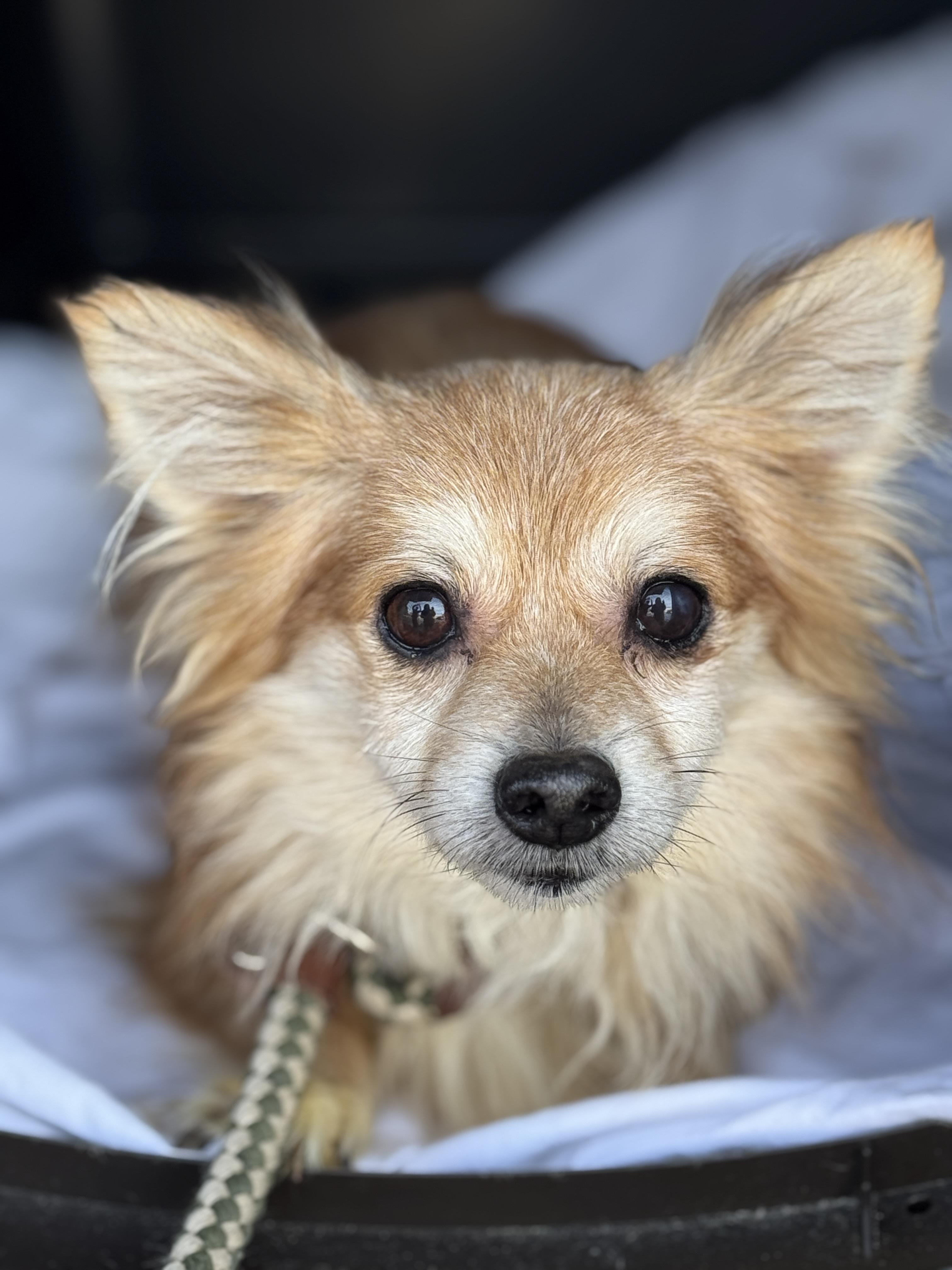 Enlarge Stanley, a ADOPTABLE mixed breed in Richmond, VA image 4/6
