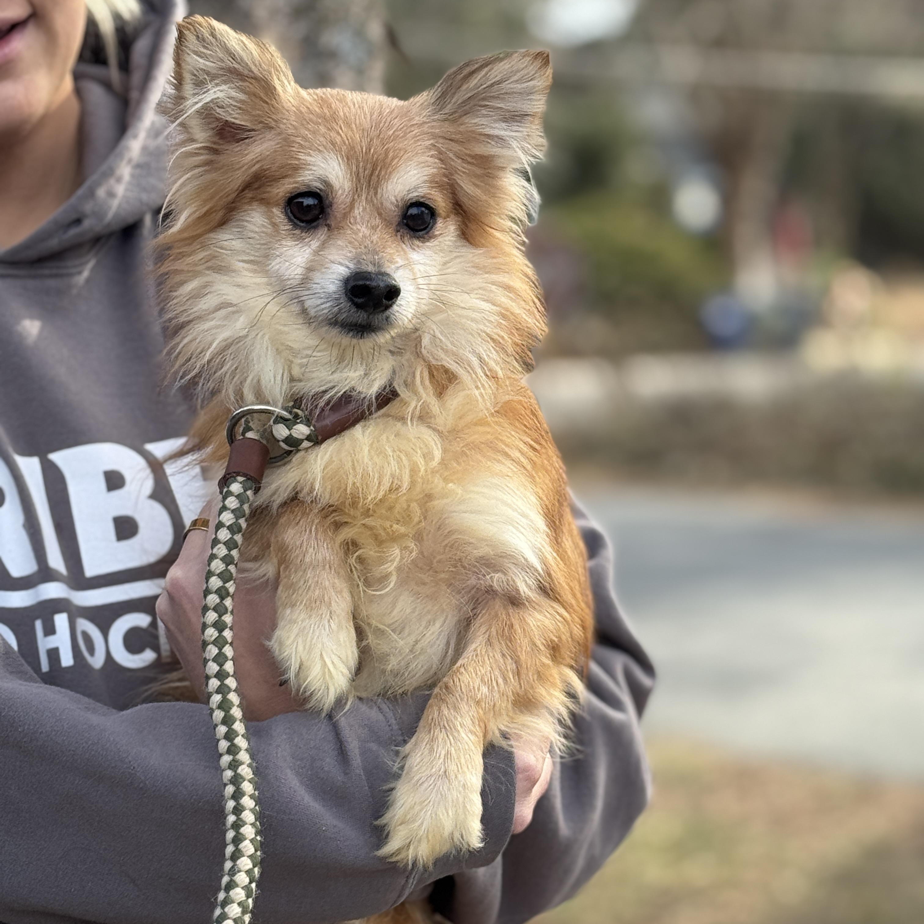 Enlarge Stanley, a ADOPTABLE mixed breed in Richmond, VA image 2/6