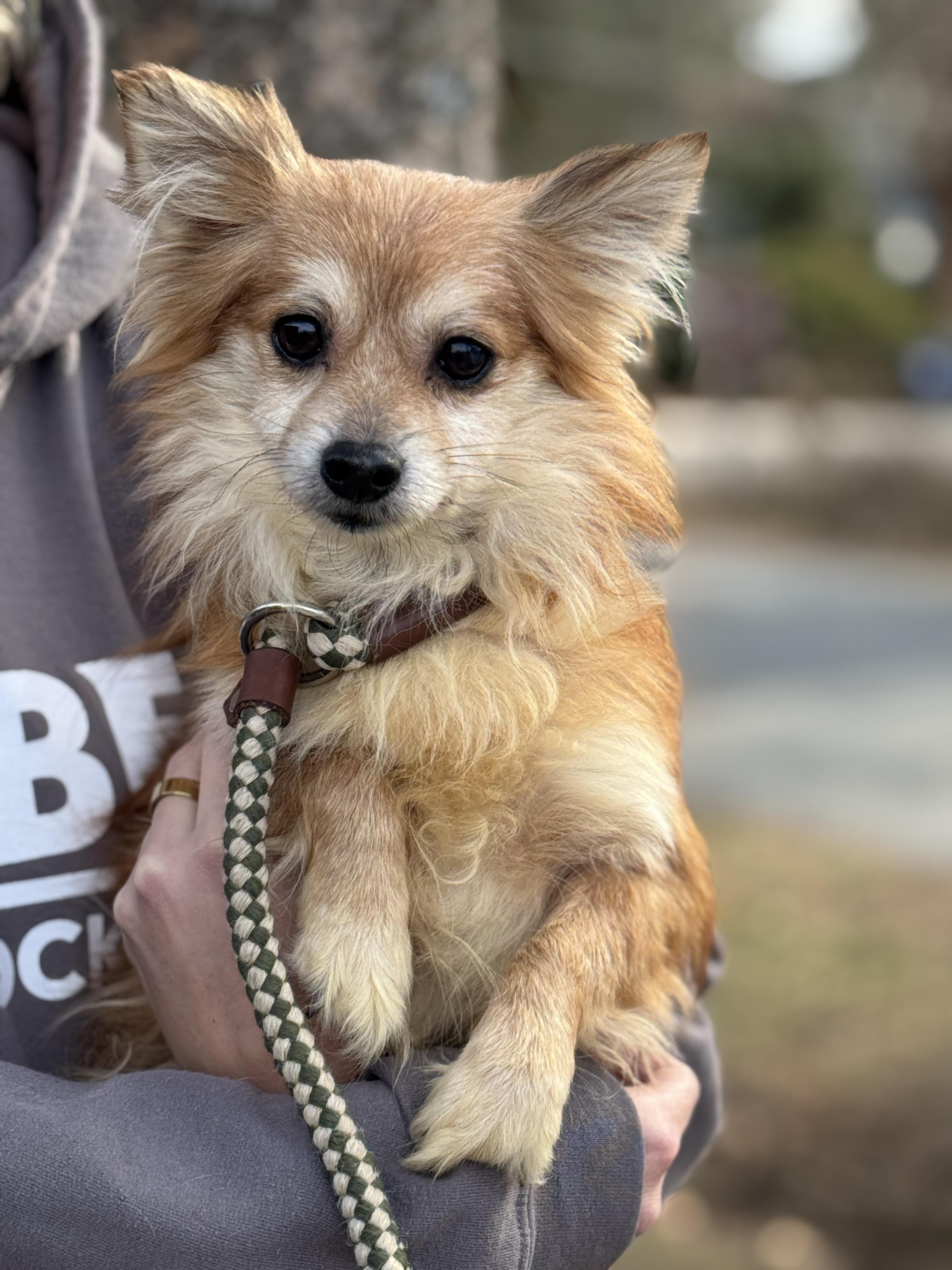 Stanley, ADOPTABLE, Adult Male Pomeranian & Yorkshire Terrier.