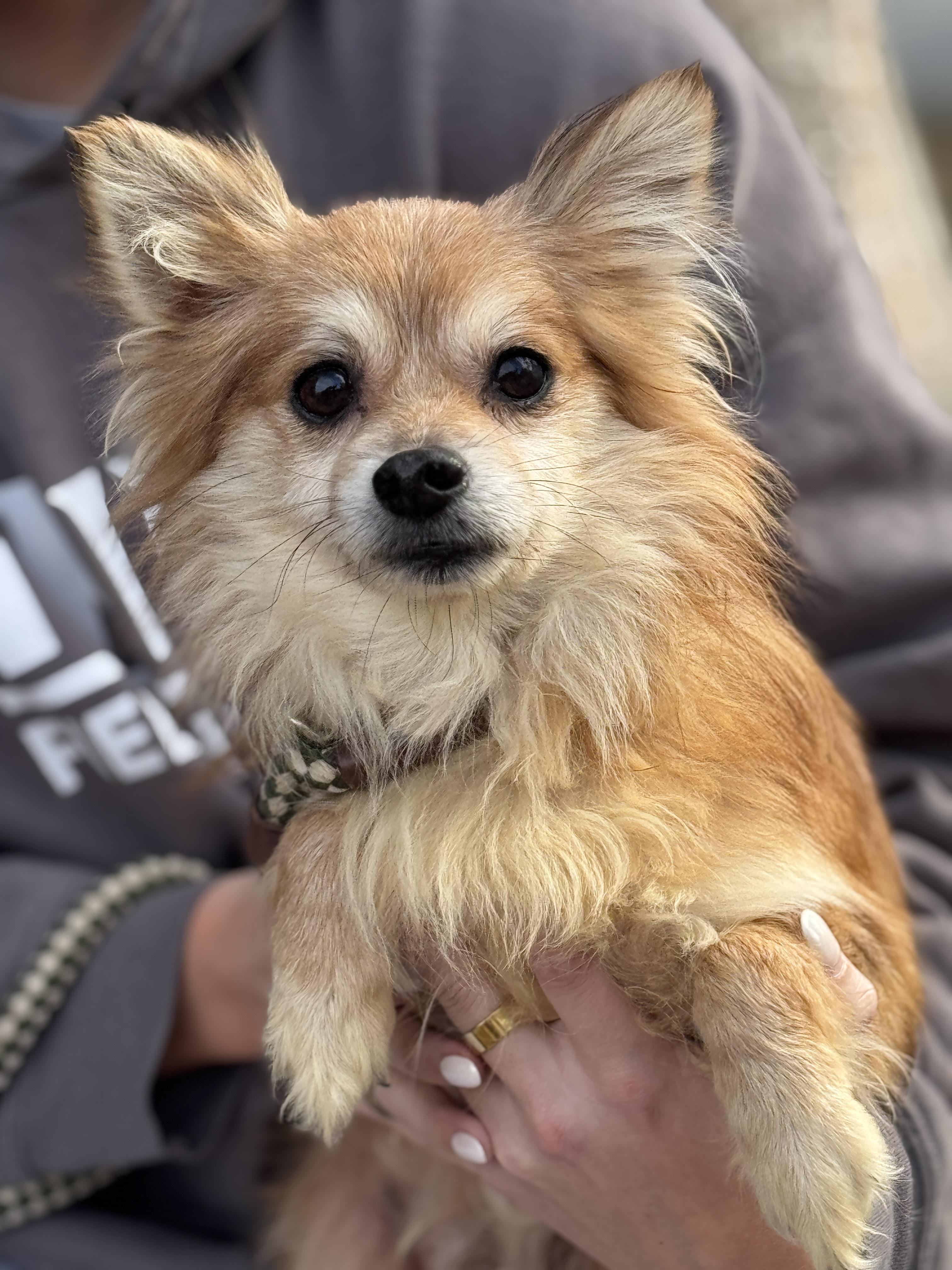 Enlarge Stanley, a ADOPTABLE mixed breed in Richmond, VA image 6/6