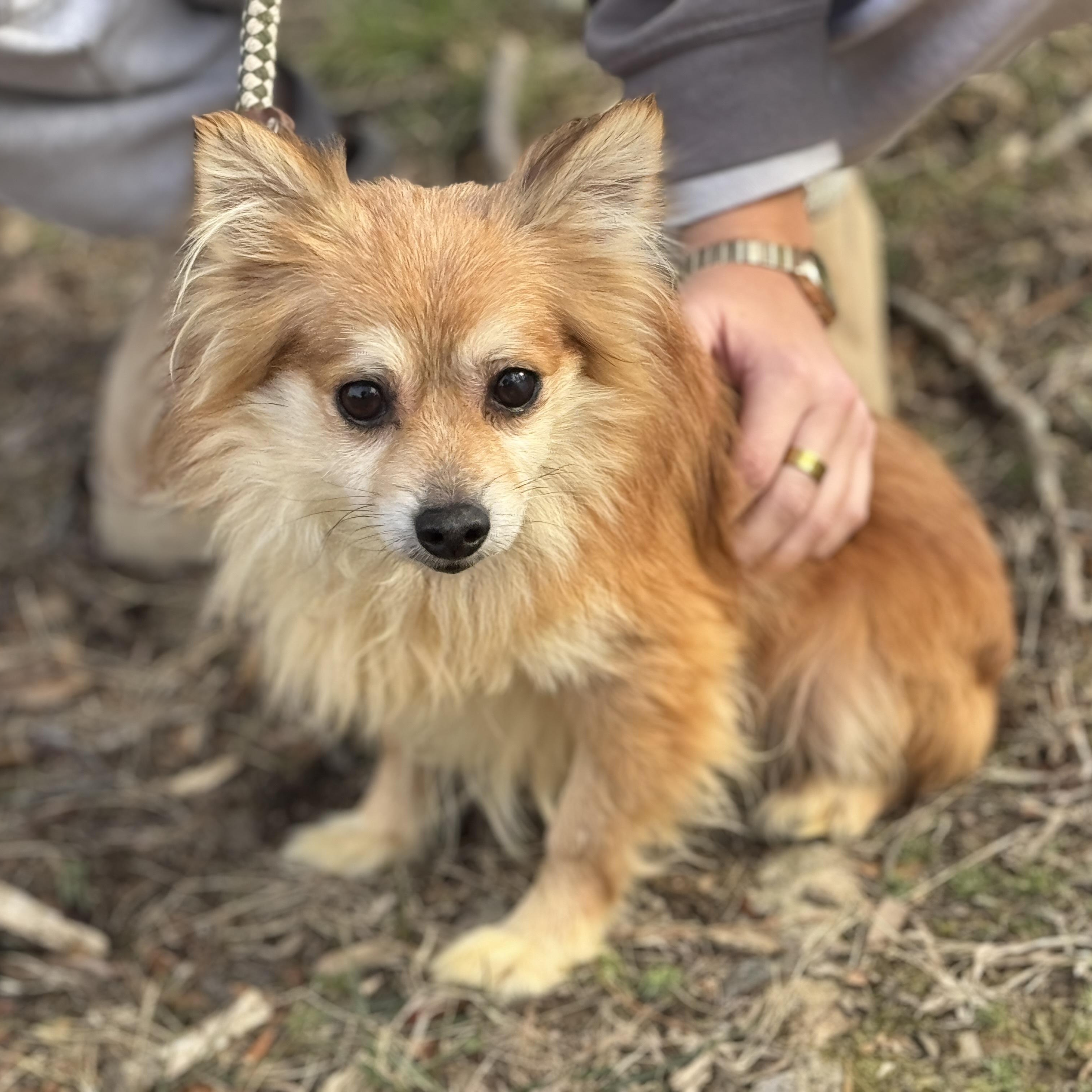 Enlarge Stanley, a ADOPTABLE mixed breed in Richmond, VA image 3/6