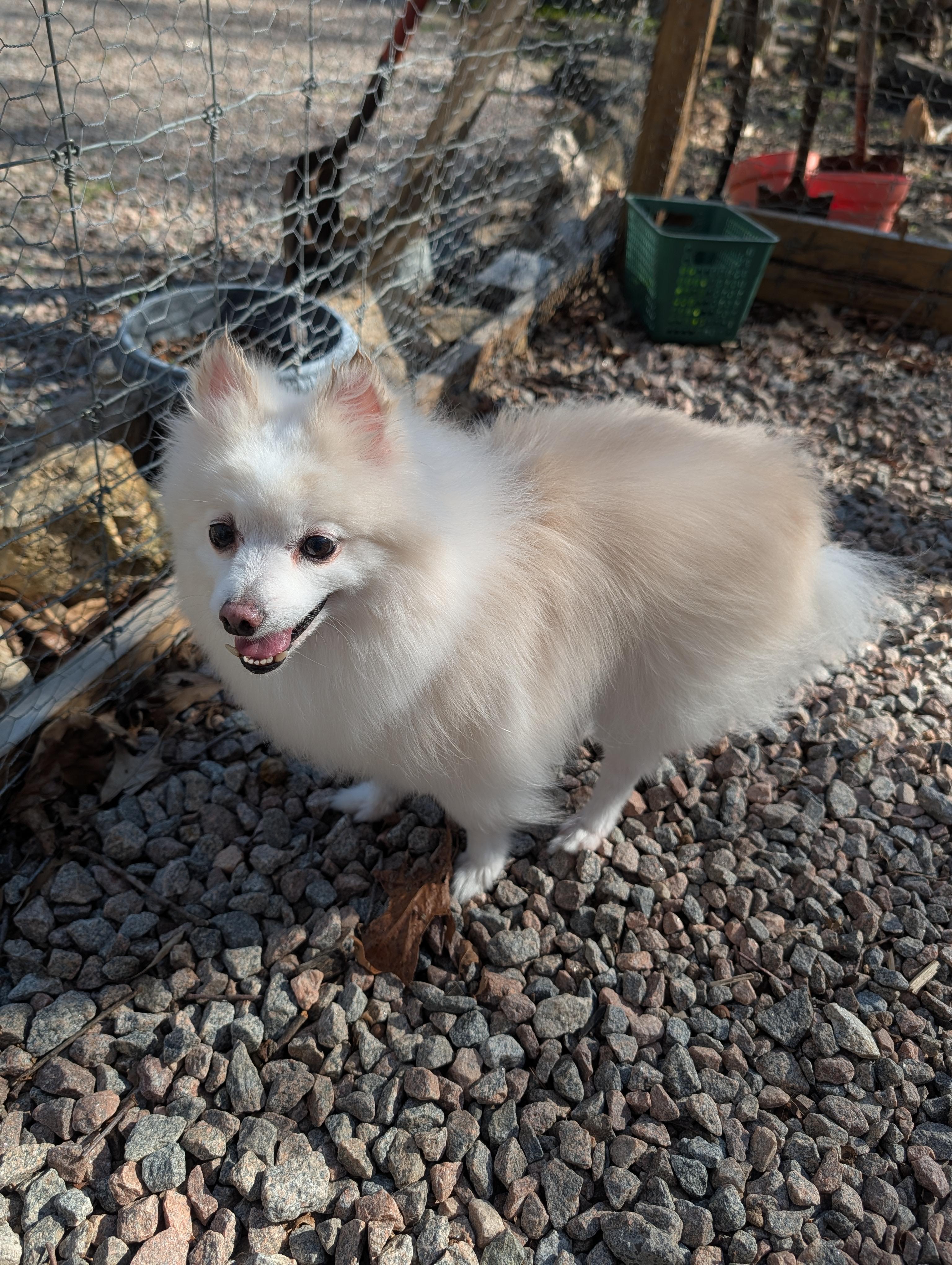 Prince , a ADOPTABLE Pomeranian in Richmond, VA image 3/3