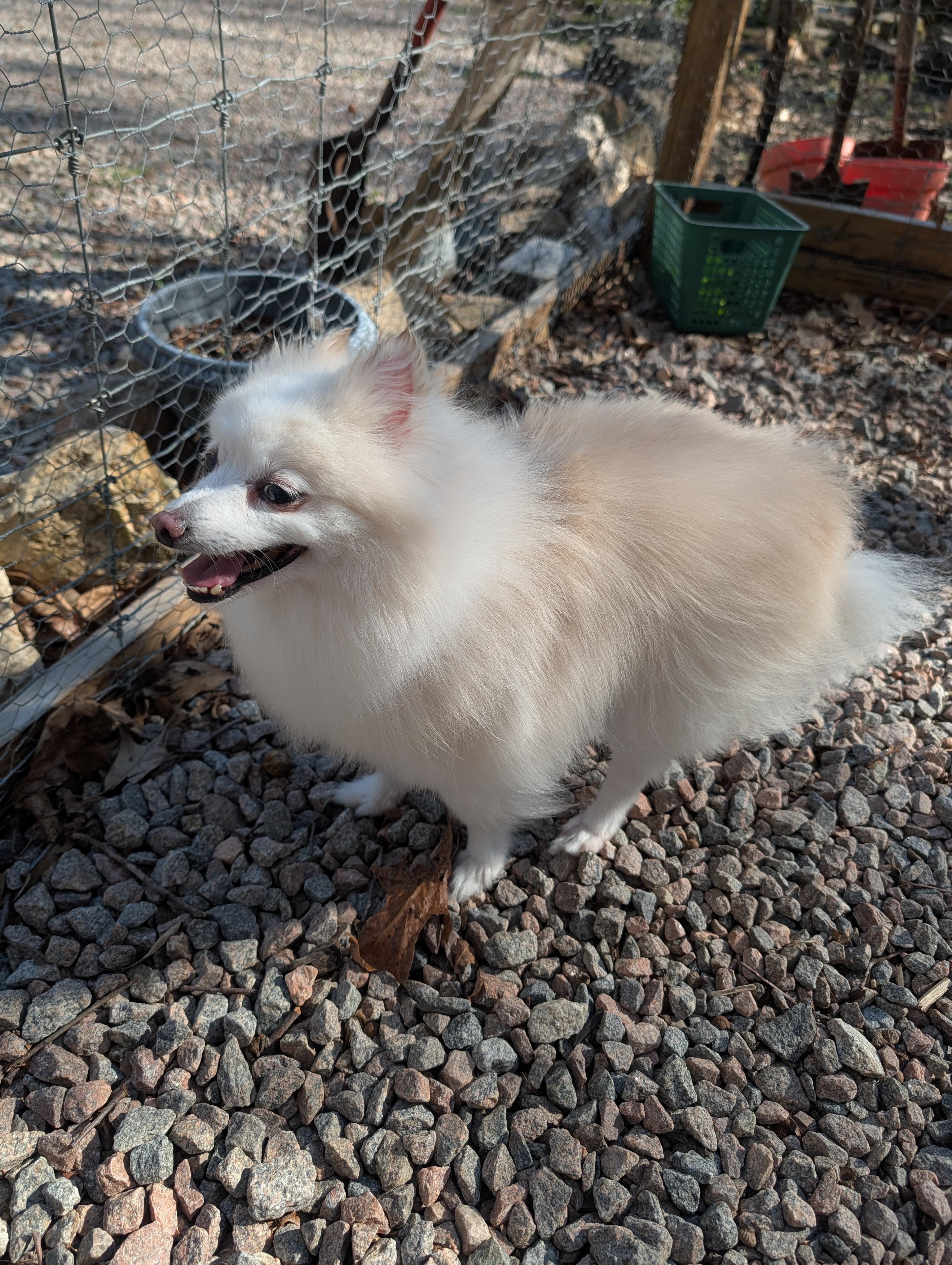 Prince , a ADOPTABLE Pomeranian in Richmond, VA image 2/3