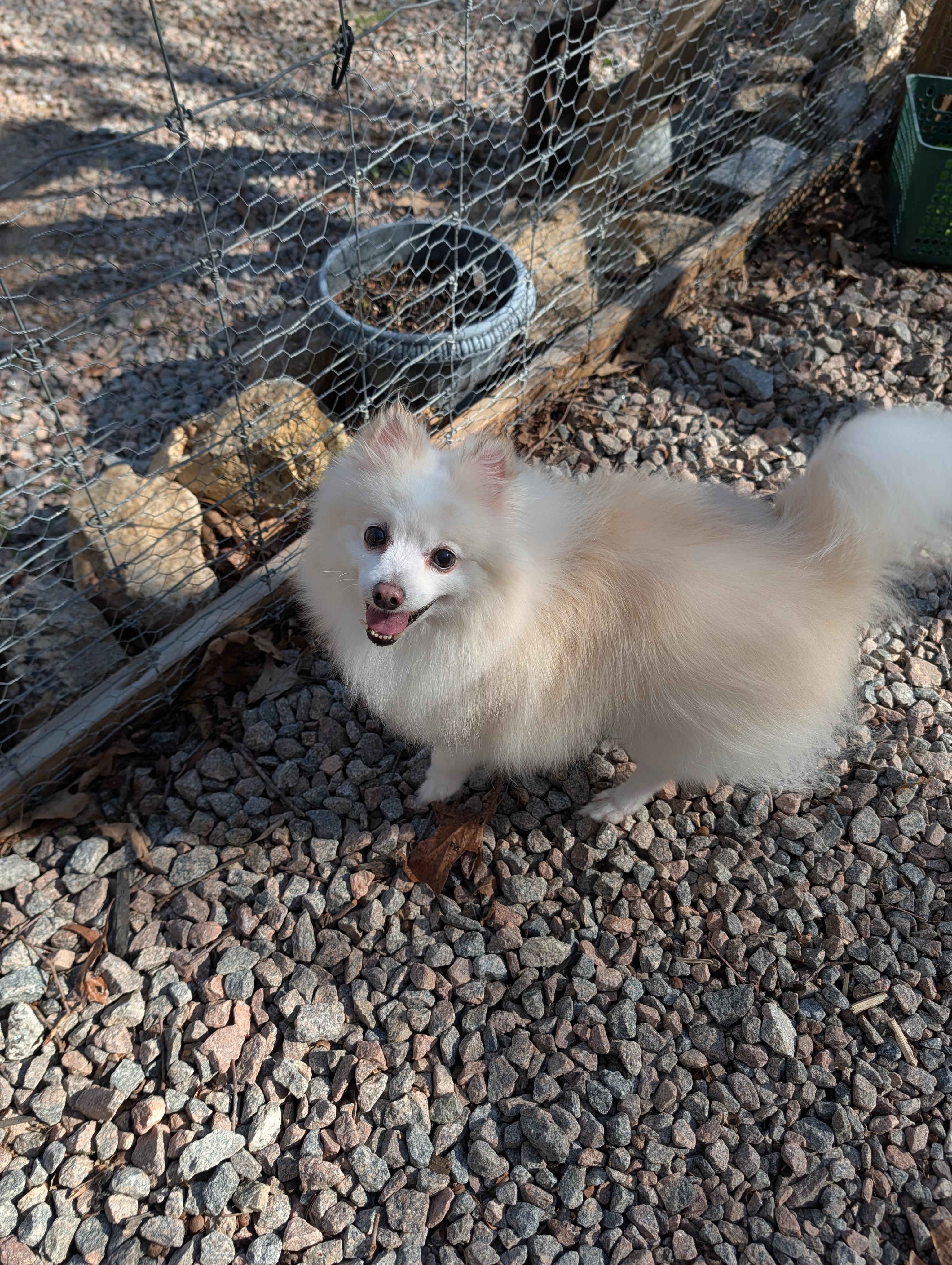 Prince , ADOPTABLE, Adult Male Pomeranian.