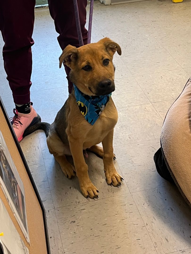 Poe, a Adopted mixed breed in Marion, NC image 1/5