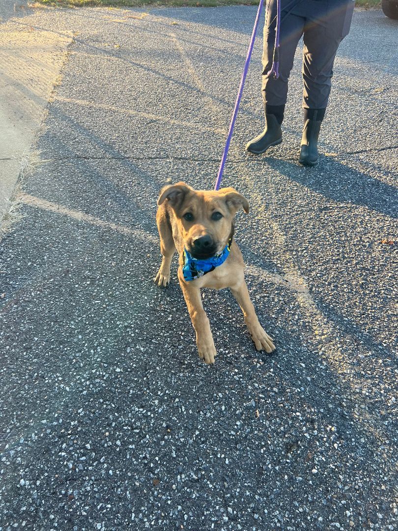 Poe, a Adopted mixed breed in Marion, NC image 2/5