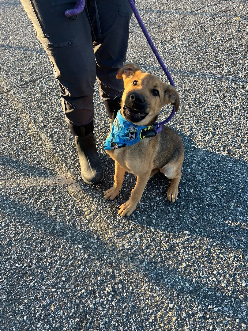 Poe, a Adopted mixed breed in Marion, NC image 3/5