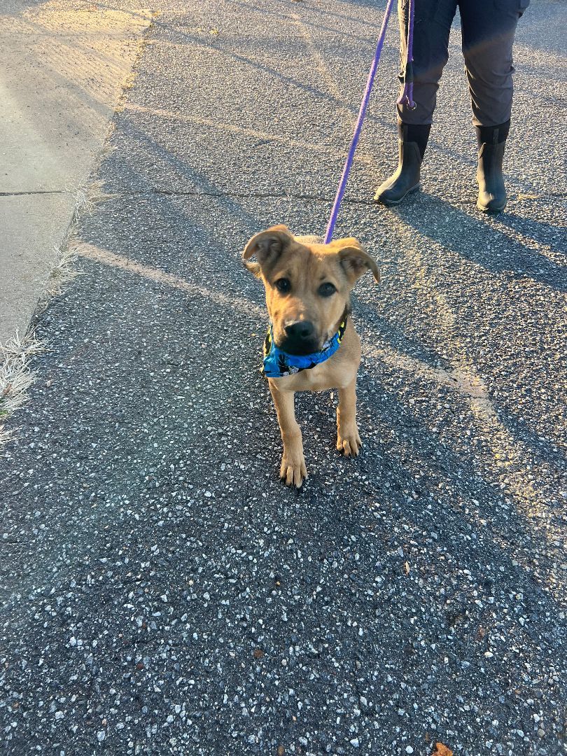 Poe, a Adopted mixed breed in Marion, NC image 4/5