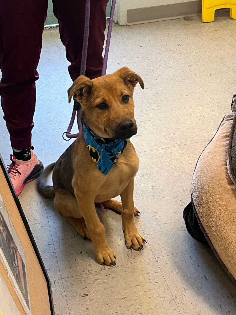 Poe, a Adopted mixed breed in Marion, NC image 5/5