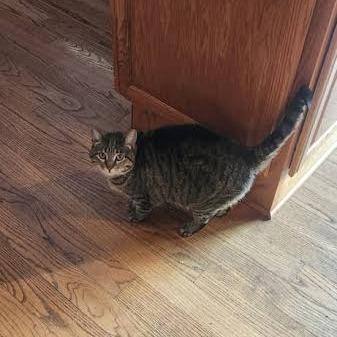 Sam, a Adoptable American Shorthair in South Elgin, IL image 1/6