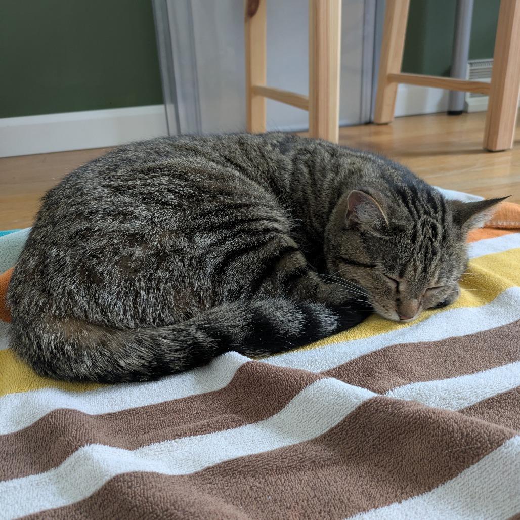 Sam, Adoptable, Adult Female American Shorthair.