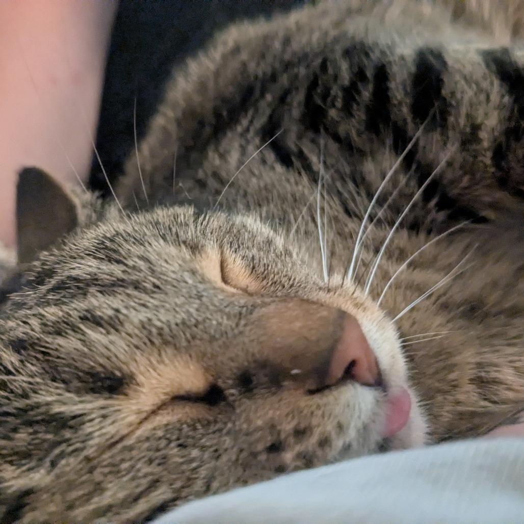 Enlarge Sam, a Adoptable American Shorthair in South Elgin, IL image 2/6