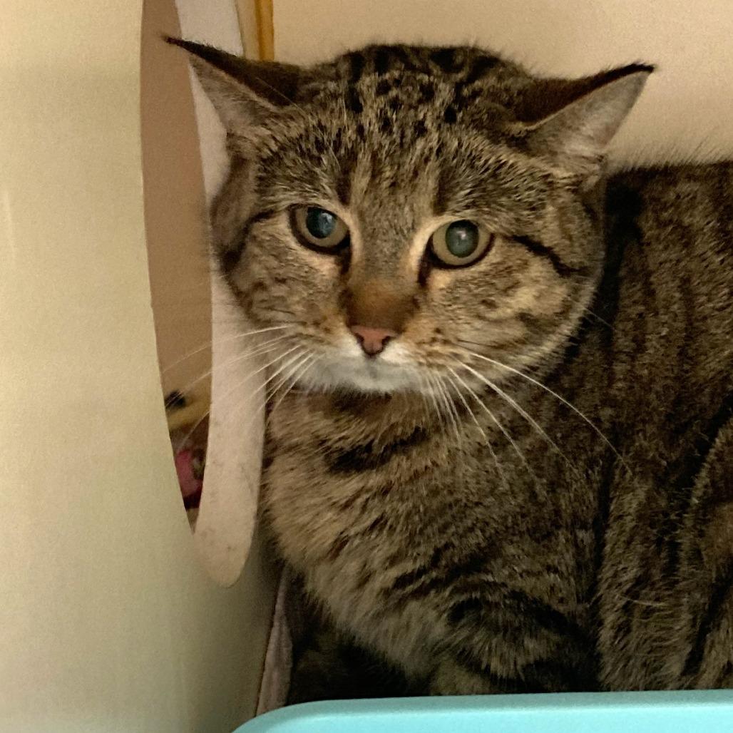 Sam, a Adoptable American Shorthair in South Elgin, IL image 3/6