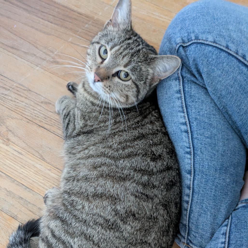 Sam, a Adoptable American Shorthair in South Elgin, IL image 4/6