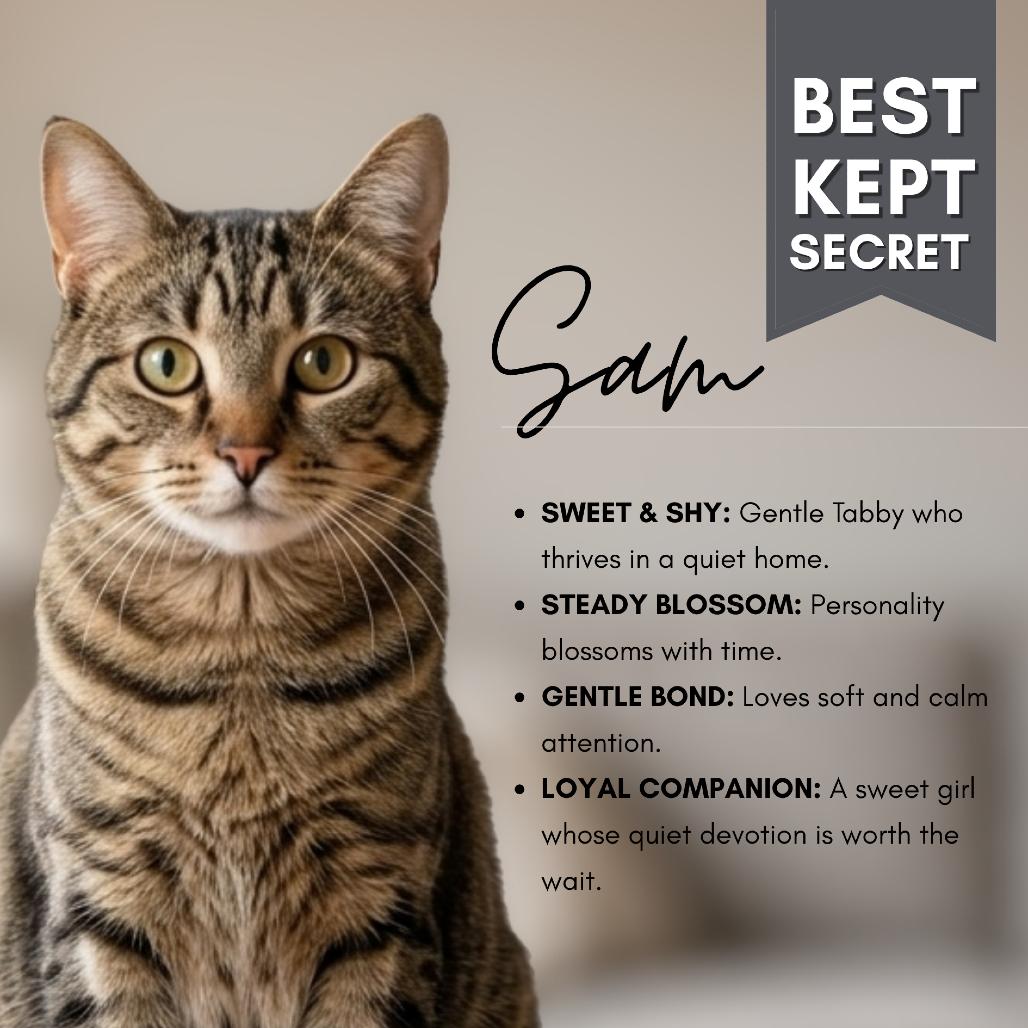 Enlarge Sam, a Adoptable American Shorthair in South Elgin, IL image 4/6