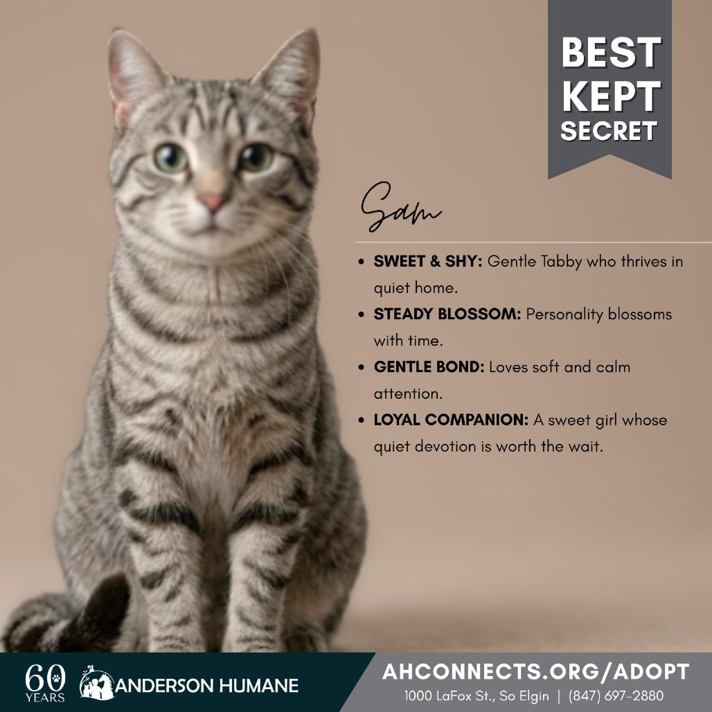 Enlarge Sam, a Adoptable American Shorthair in South Elgin, IL image 4/6