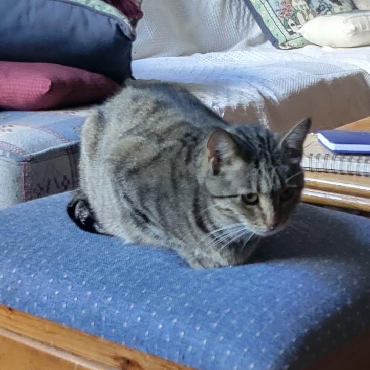 Sam, a Adoptable American Shorthair in South Elgin, IL image 5/6