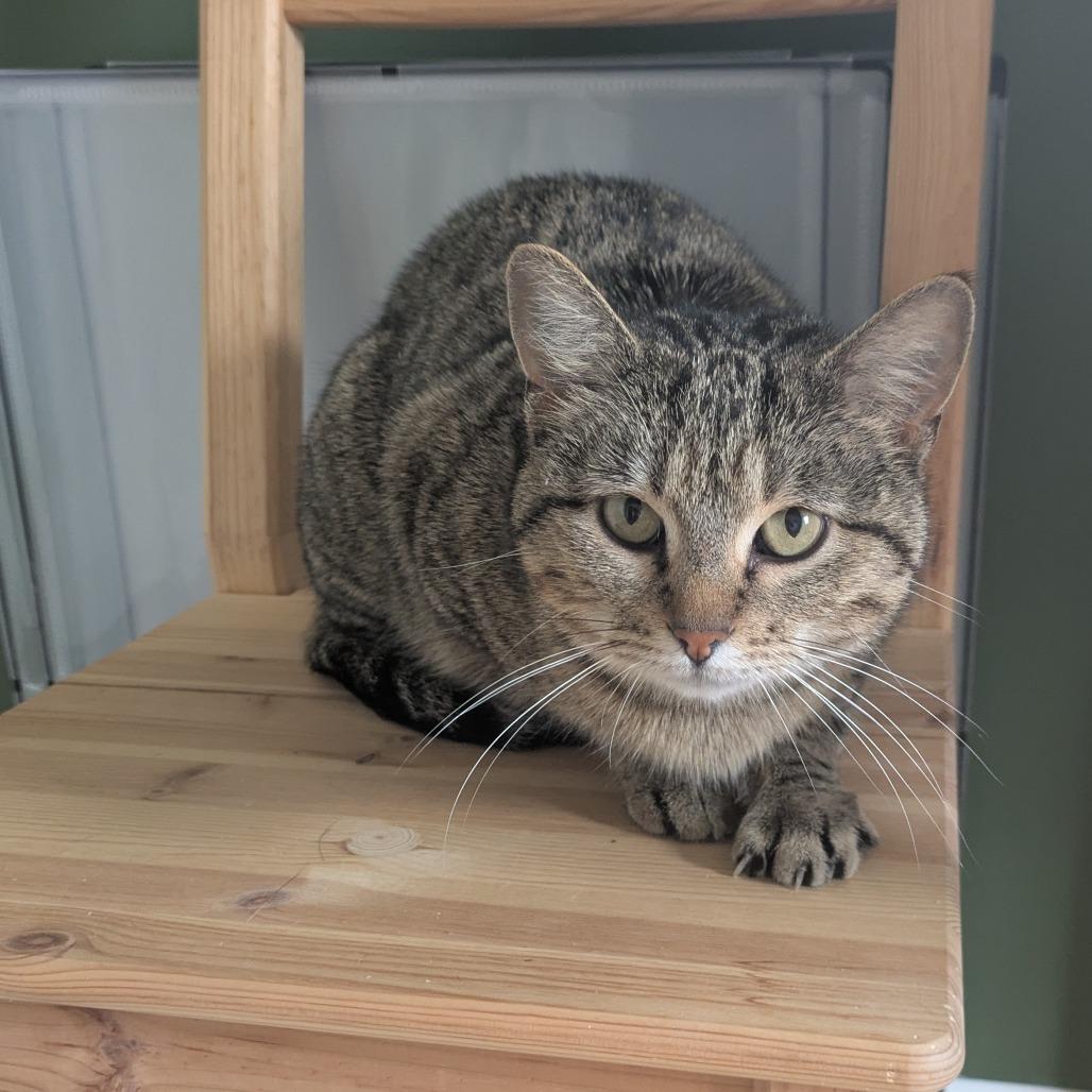 Sam, a Adoptable American Shorthair in South Elgin, IL image 6/6