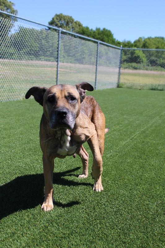 Rosetta, Adoptable, Adult Female German Shepherd Dog & Pit Bull Terrier.