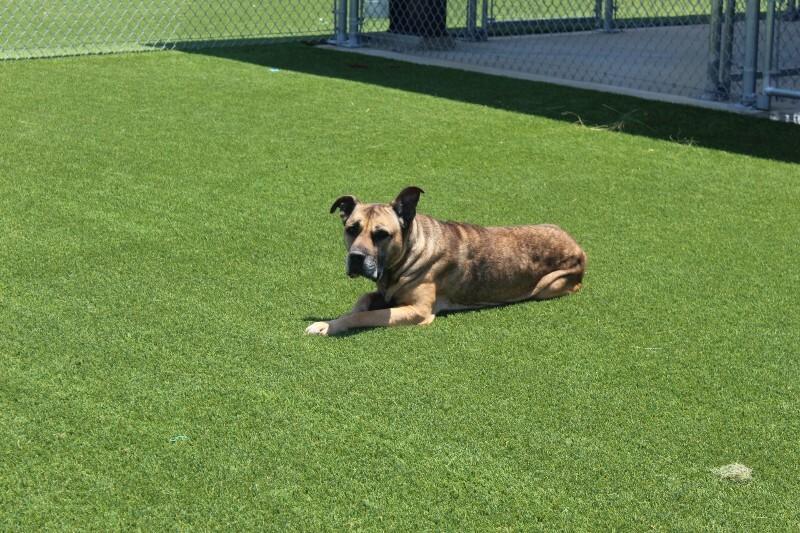 Rosetta, a Adoptable mixed breed in Jackson, TN image 2/6