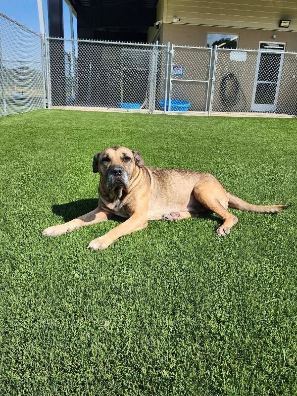 Rosetta, a Adoptable mixed breed in Jackson, TN image 3/6
