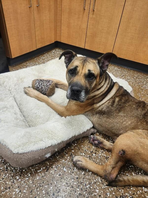 Rosetta, a Adoptable mixed breed in Jackson, TN image 4/6