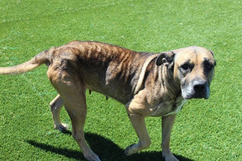 Rosetta, a Adoptable mixed breed in Jackson, TN image 5/6