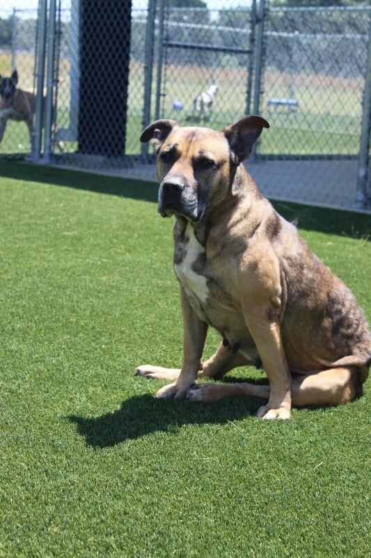 Rosetta, a Adoptable mixed breed in Jackson, TN image 6/6