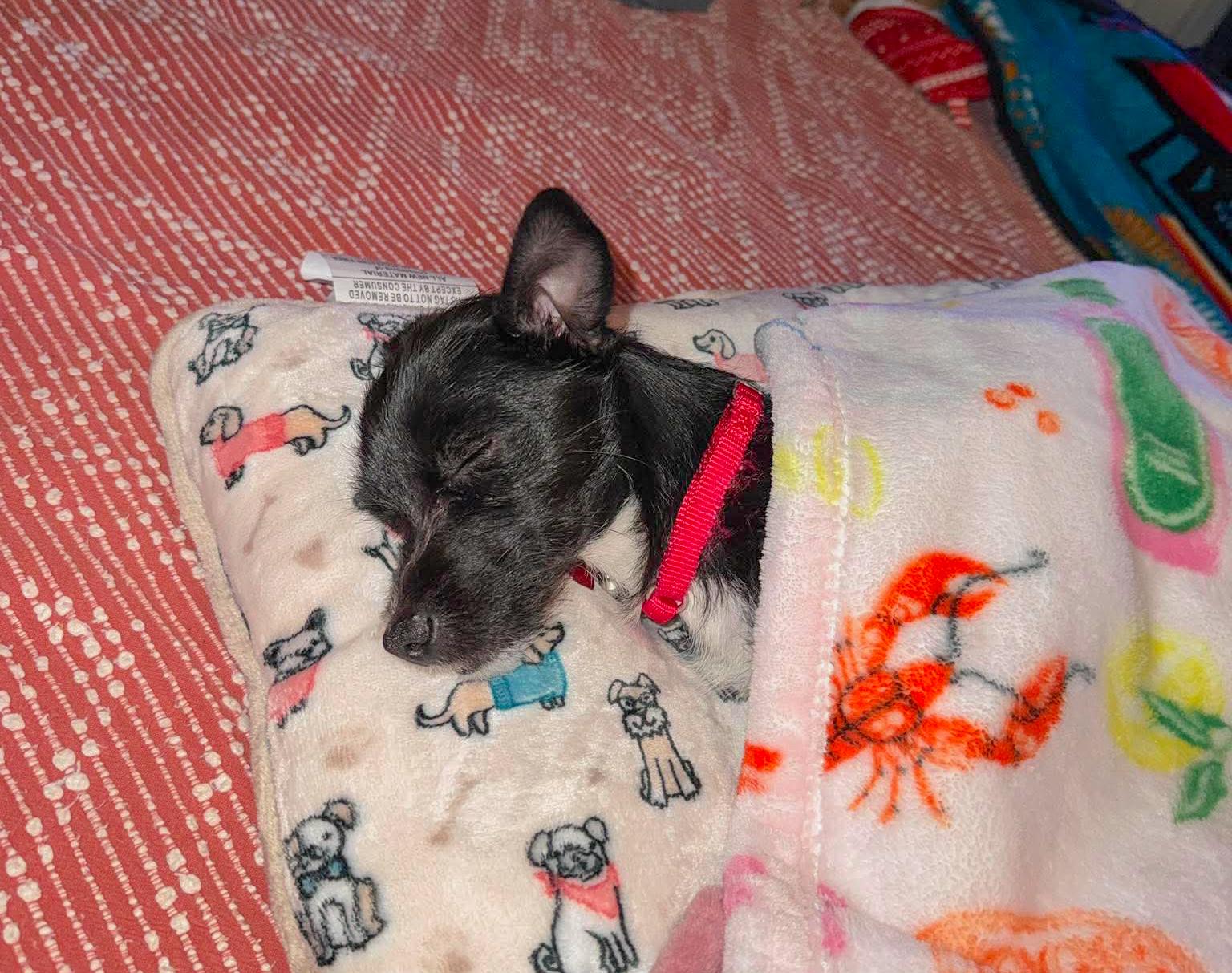 Maria, a ADOPTABLE mixed breed in Fort Worth, TX image 4/6