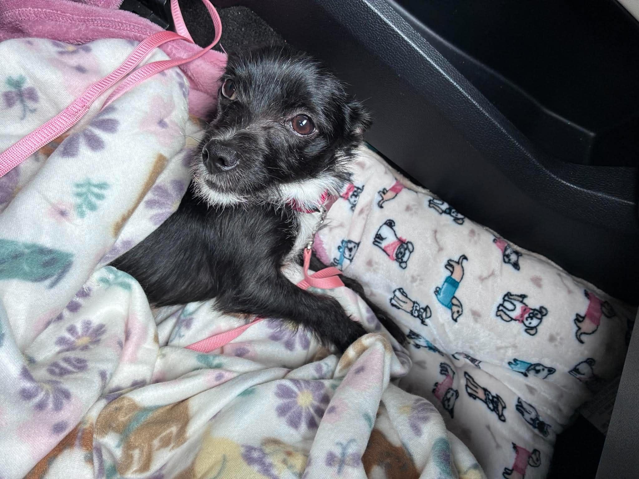 Maria, a ADOPTABLE mixed breed in Fort Worth, TX image 3/6