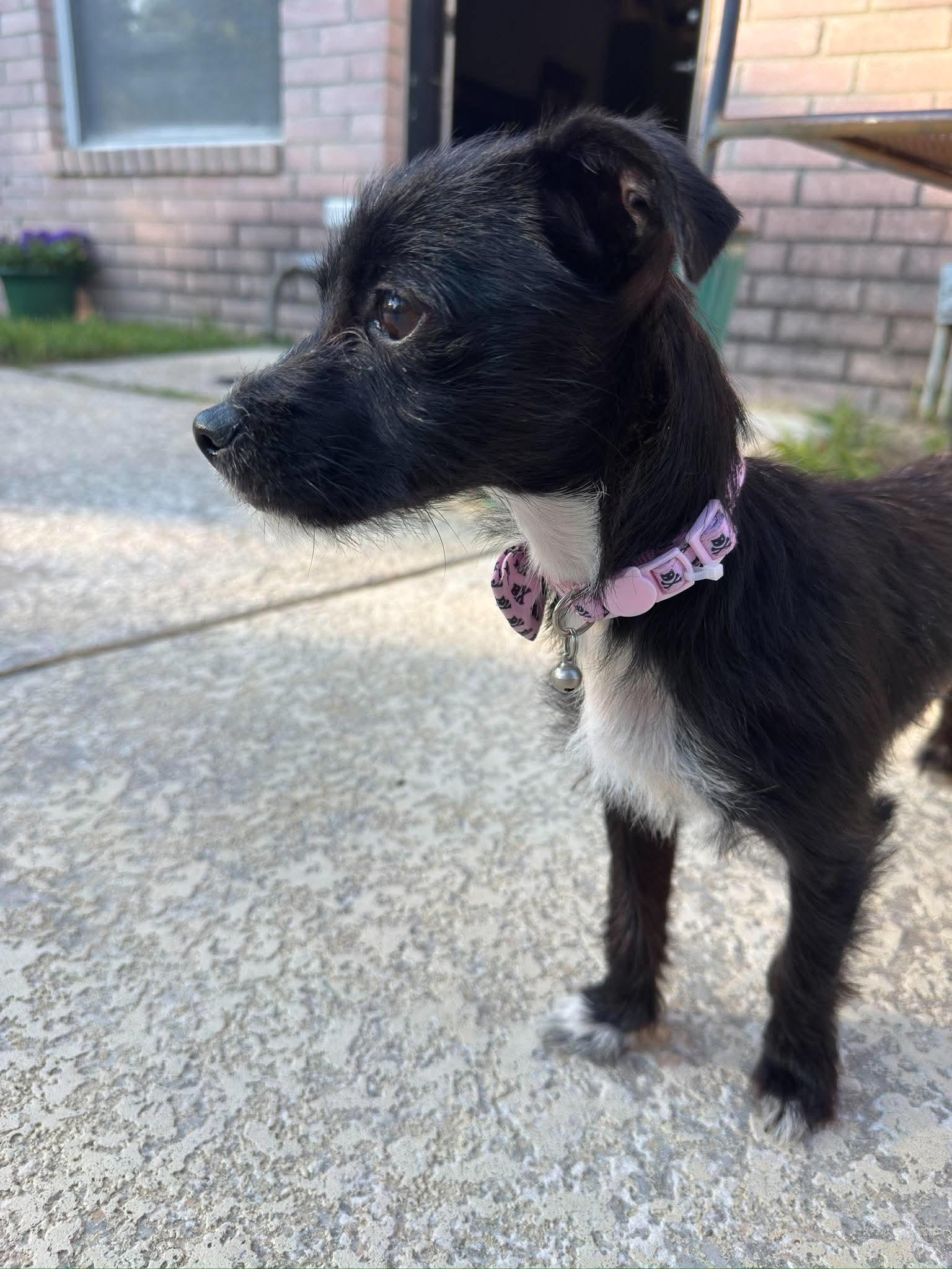 Maria, a ADOPTABLE mixed breed in Fort Worth, TX image 2/6