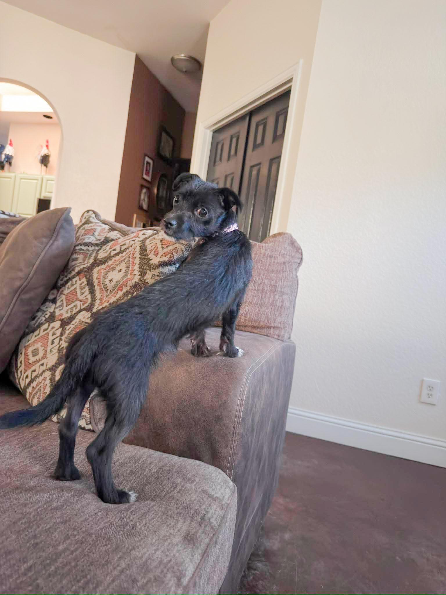 Maria, a ADOPTABLE mixed breed in Fort Worth, TX image 5/6