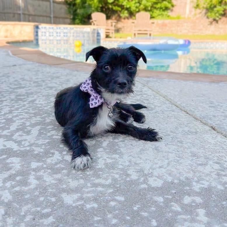 Maria, a ADOPTABLE mixed breed in Fort Worth, TX image 1/6