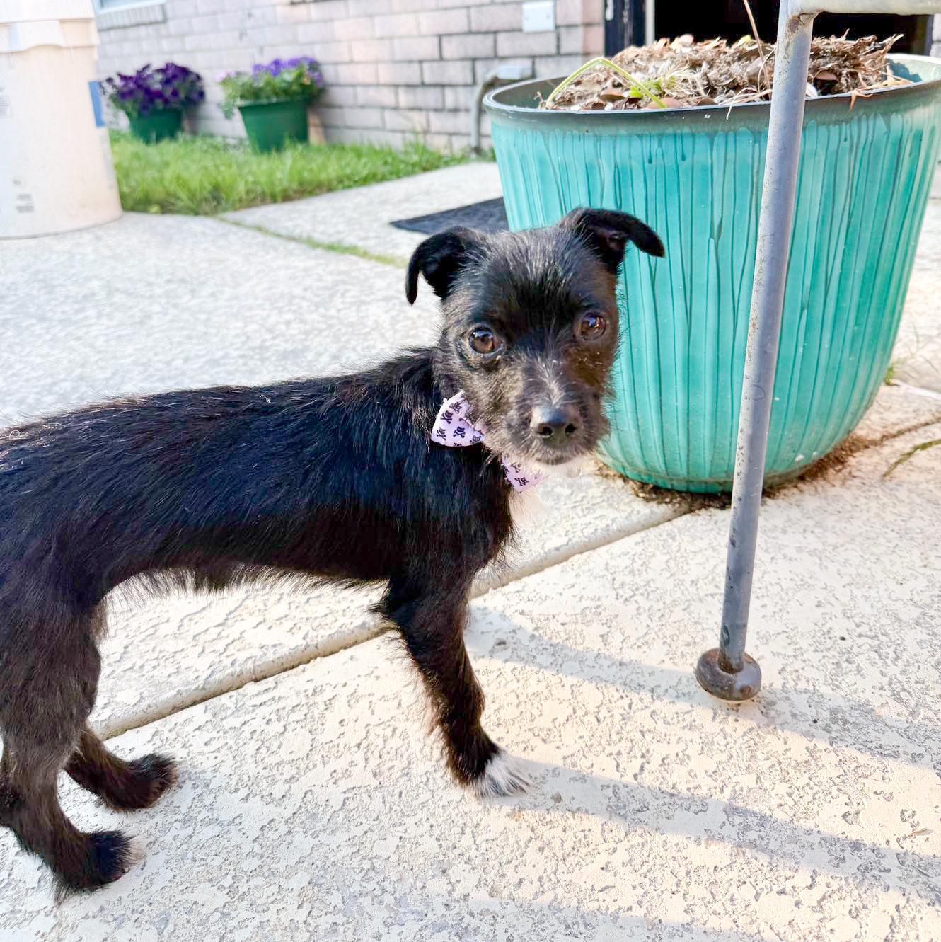 Maria, a ADOPTABLE mixed breed in Fort Worth, TX image 6/6