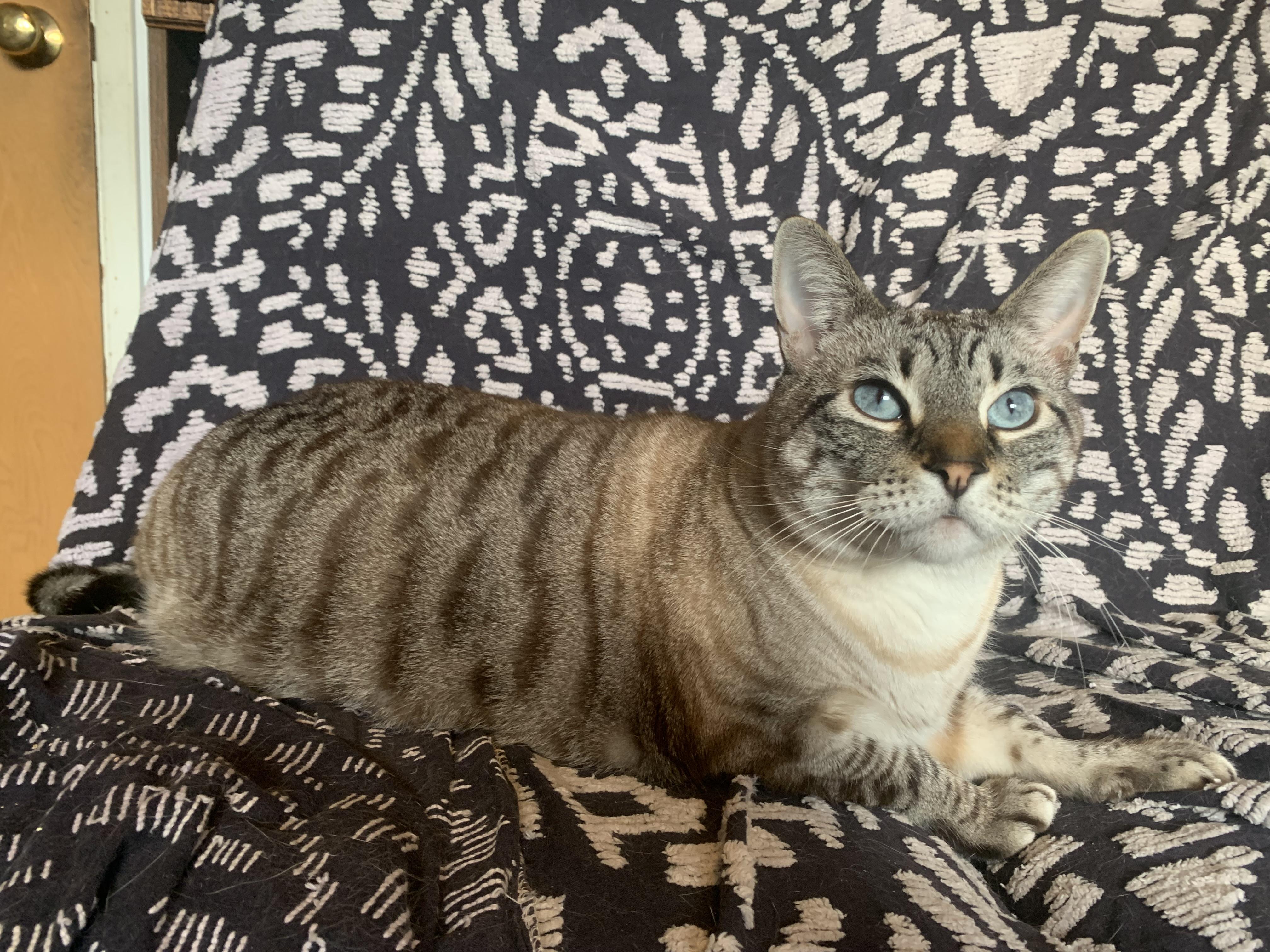 Amble, a Adoptable mixed breed in San Jose, CA image 4/4