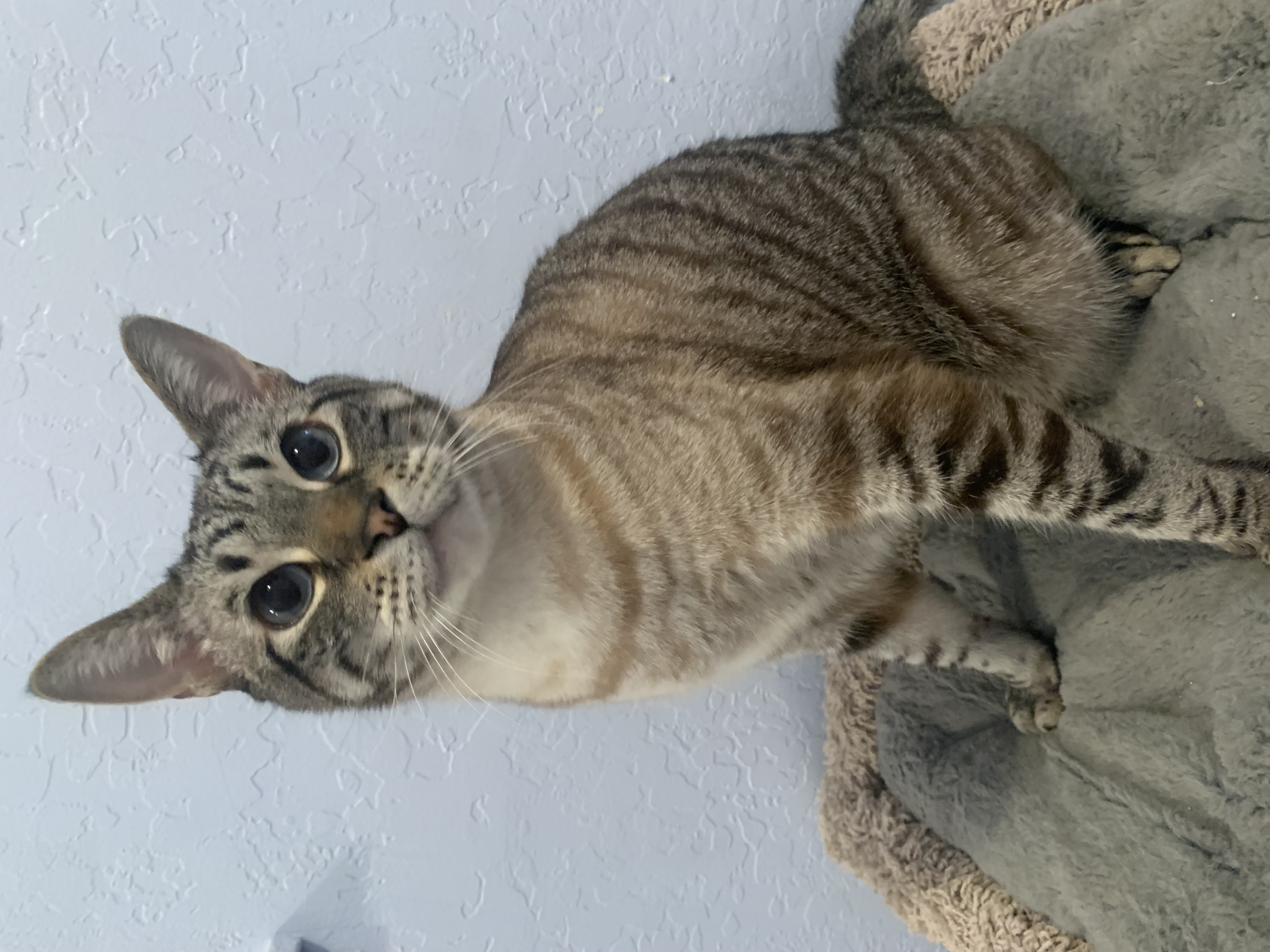 Amble, a Adoptable mixed breed in San Jose, CA image 2/4