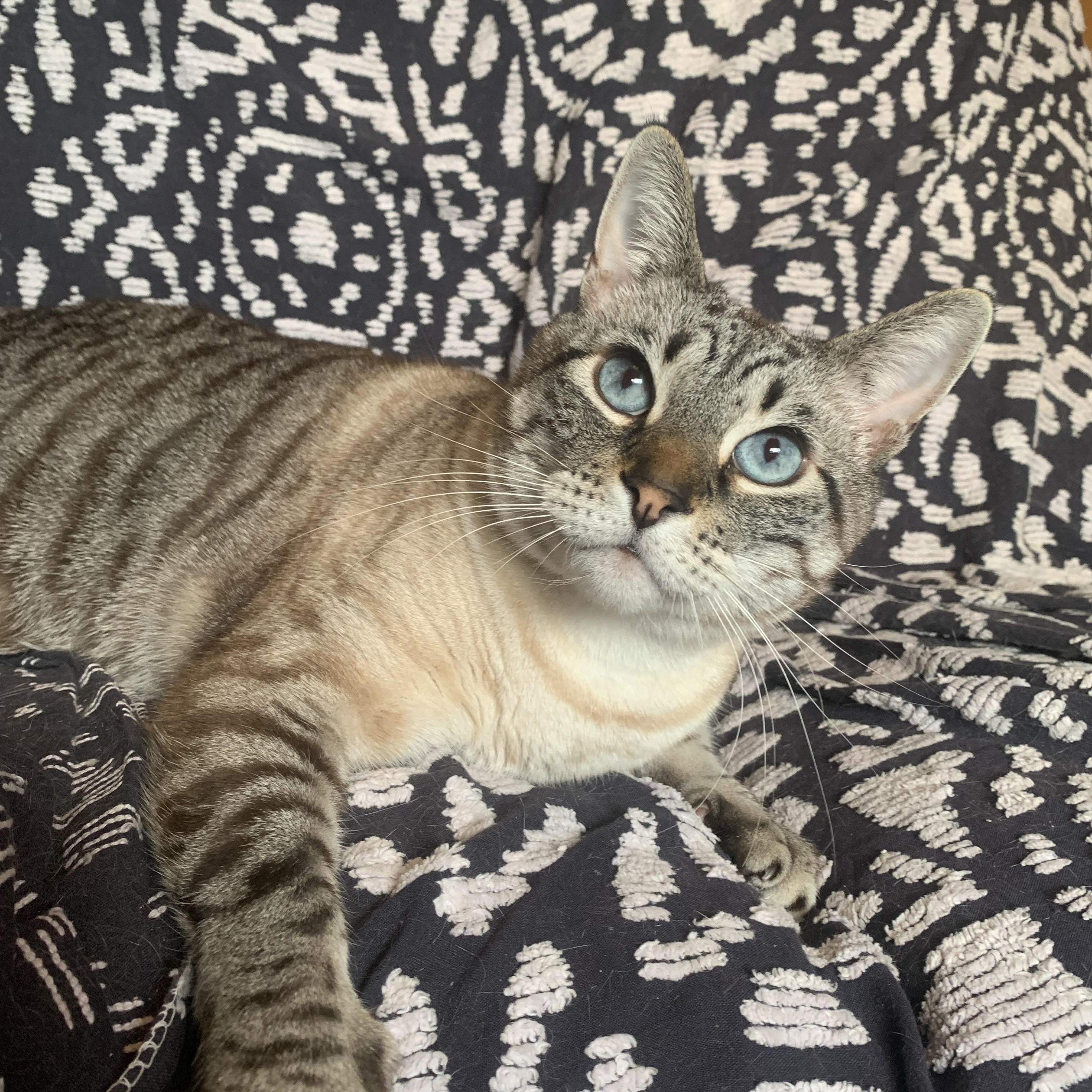 Amble, Adoptable, Adult Male Domestic Short Hair.