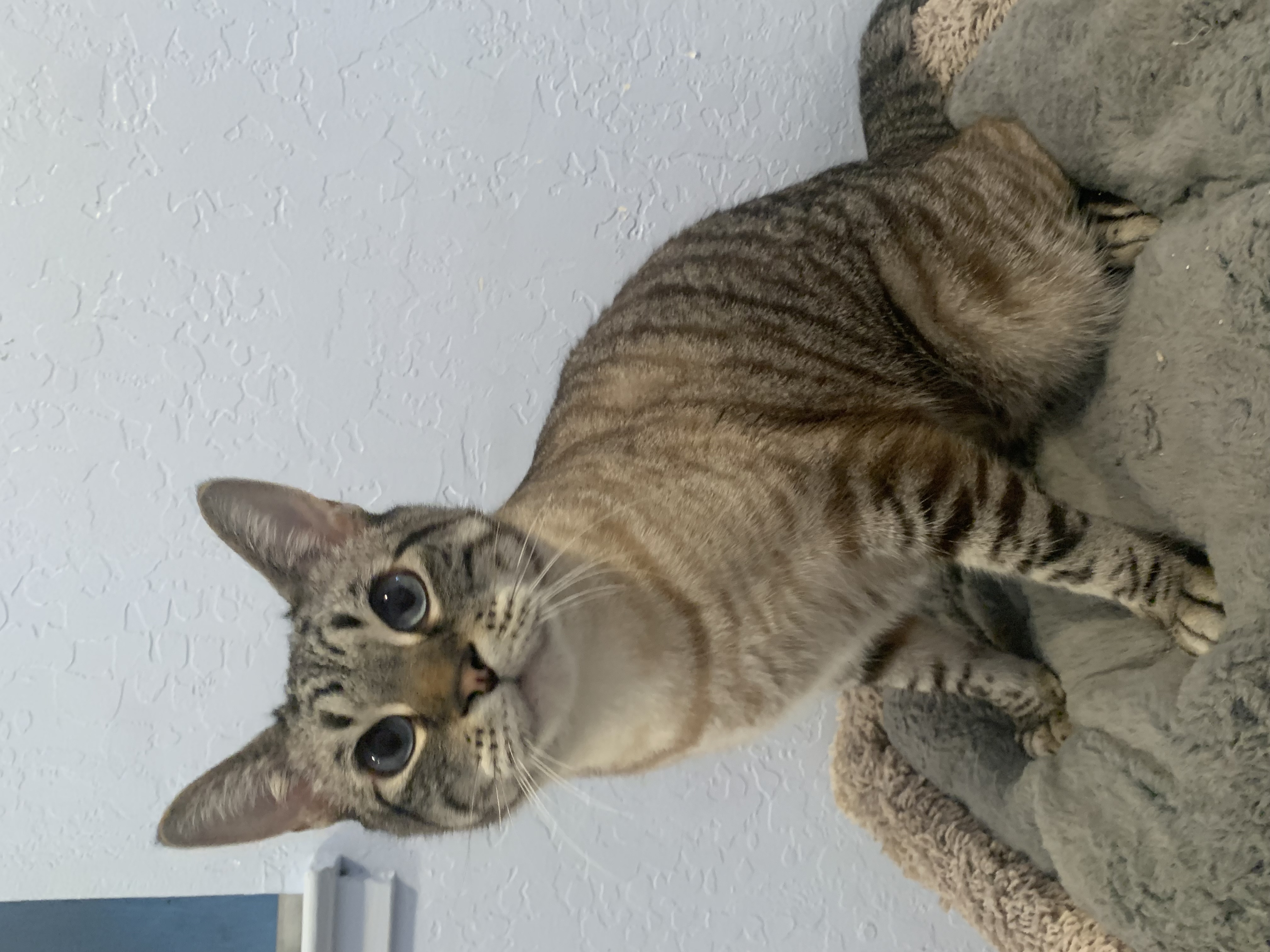 Amble, a Adoptable mixed breed in San Jose, CA image 3/4