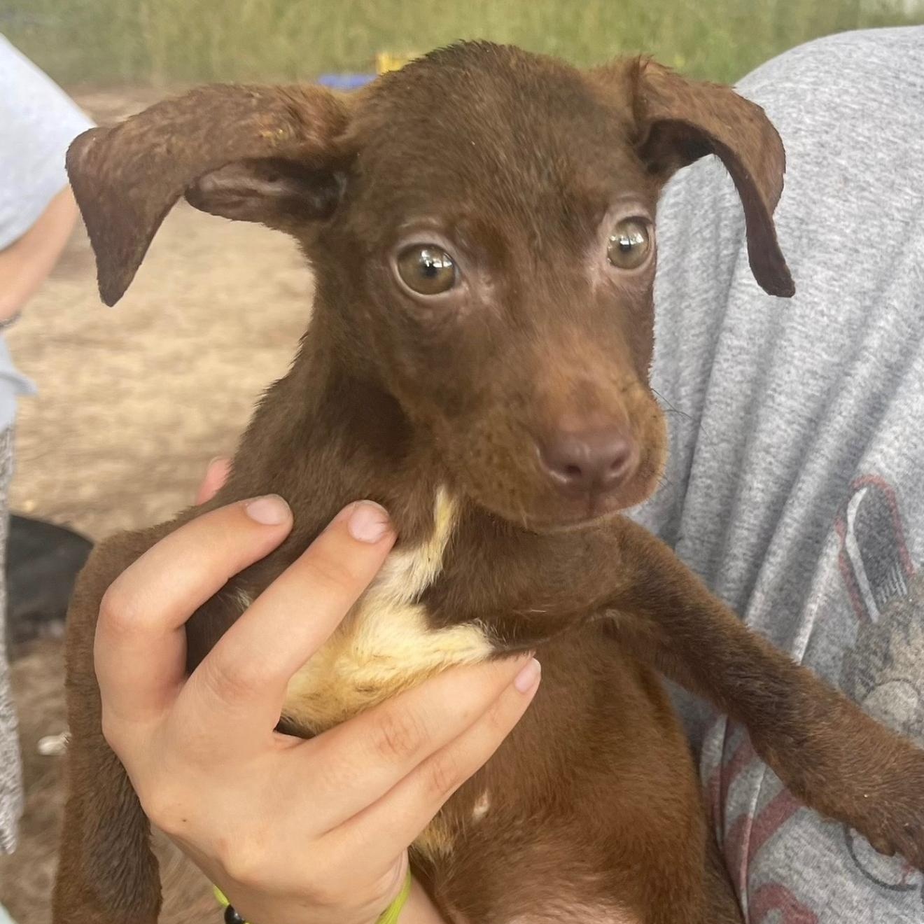Enlarge Bat Girl, a Adoptable mixed breed in Parker, CO image 1/1