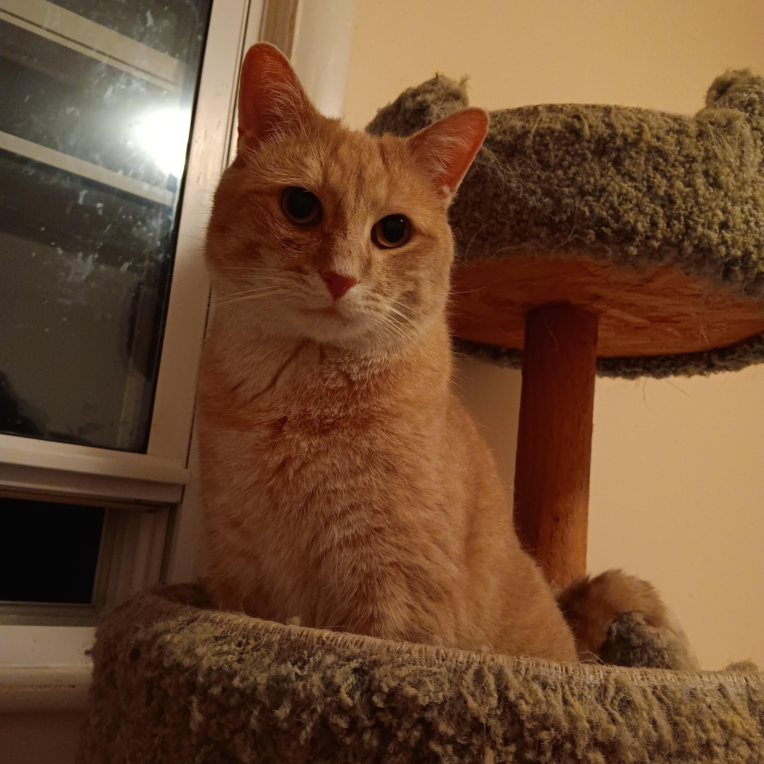 Cooper, ADOPTABLE, Young Male American Shorthair.