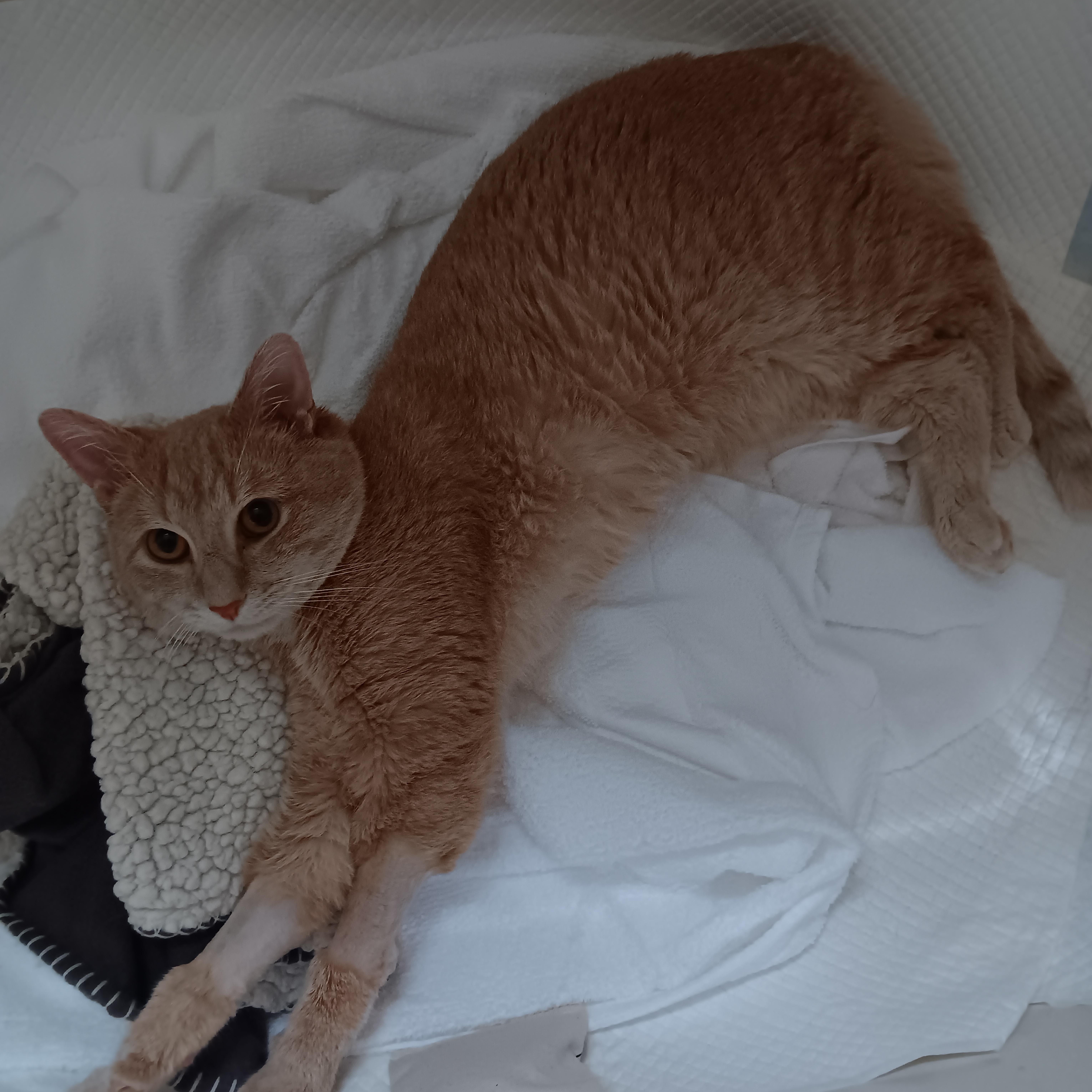 Enlarge Cooper, a ADOPTABLE American Shorthair in Melrose, MA image 3/3