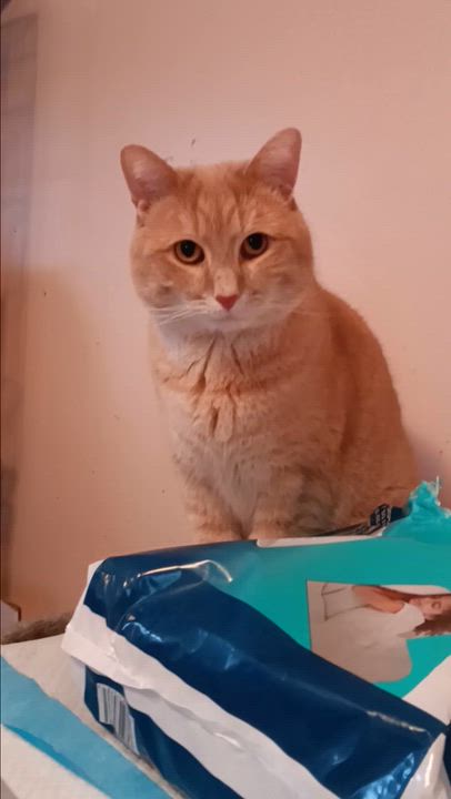 Enlarge Cooper, a ADOPTABLE American Shorthair in Melrose, MA video 1/3