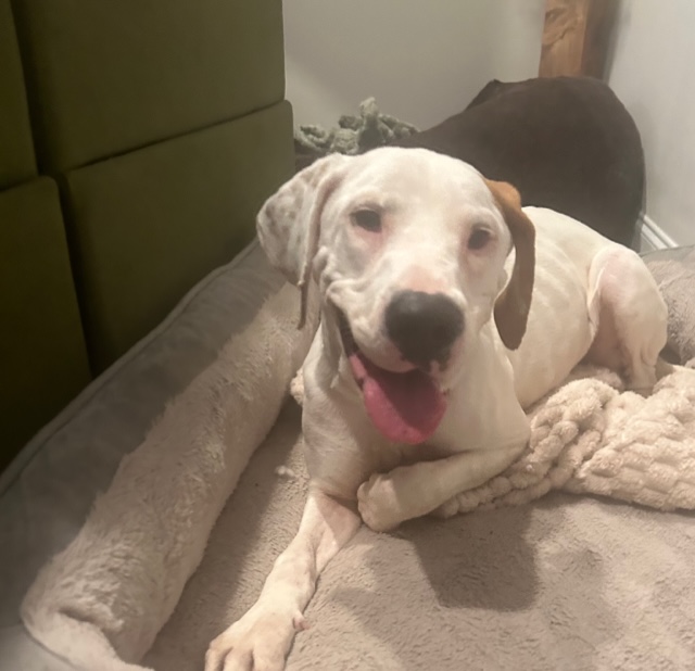 Dog for adoption Nelly (Beautiful sweet & shy girl needs the love she