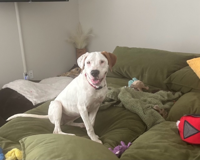 Dog for adoption Nelly (Beautiful sweet & shy girl needs the love she