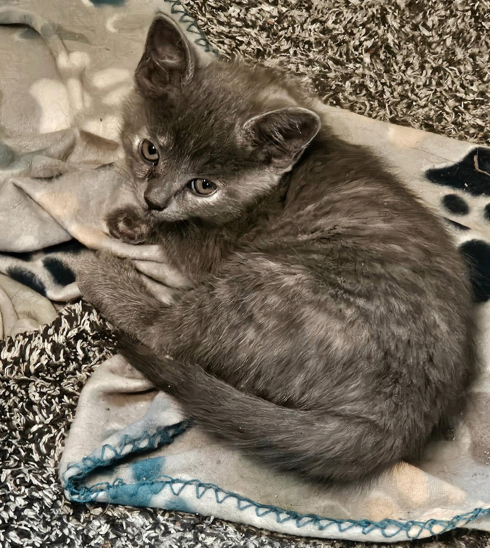 Enlarge Keanu, a Adopted Domestic Medium Hair in Magnolia Springs, AL image 1/1