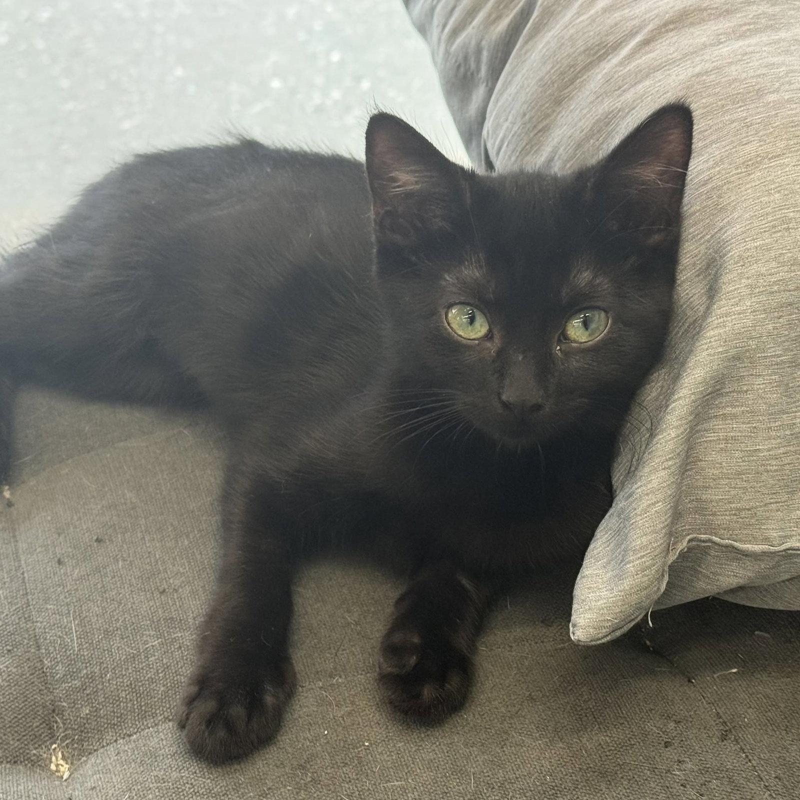 Daisy 6.1.26, Adoptable, Kitten Female Domestic Short Hair.