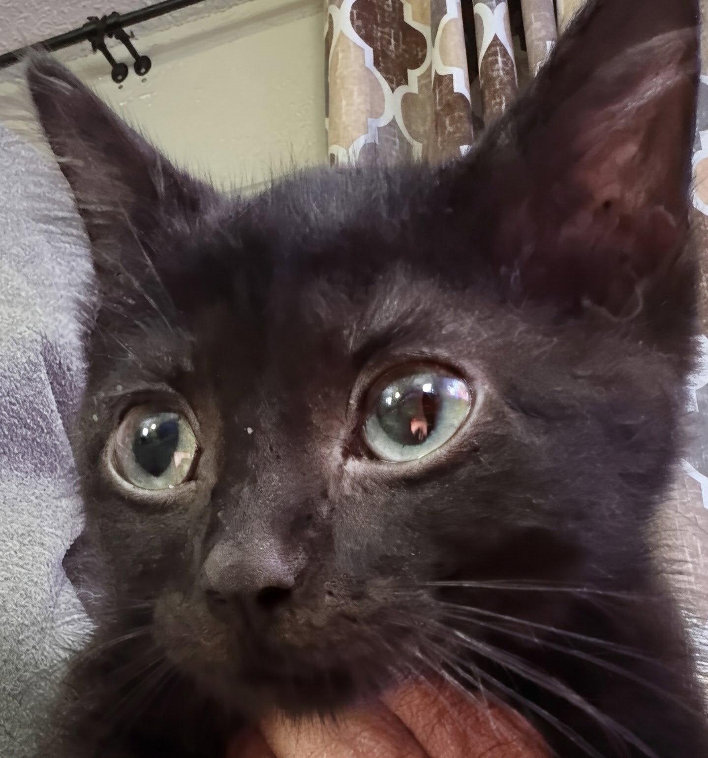 Enlarge Daisy 6.1.26, a Adoptable Domestic Short Hair in Apopka, FL image 2/2