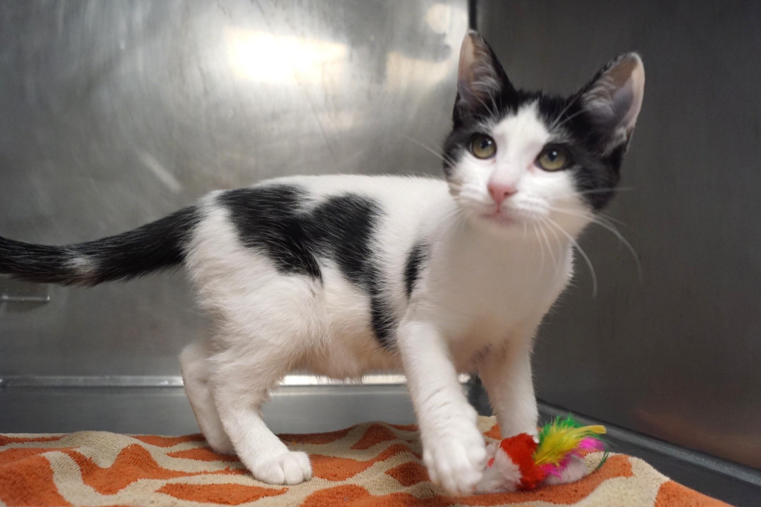 Enlarge Kitten 26-12 B, a Adopted Domestic Short Hair in New Milford, CT image 6/6